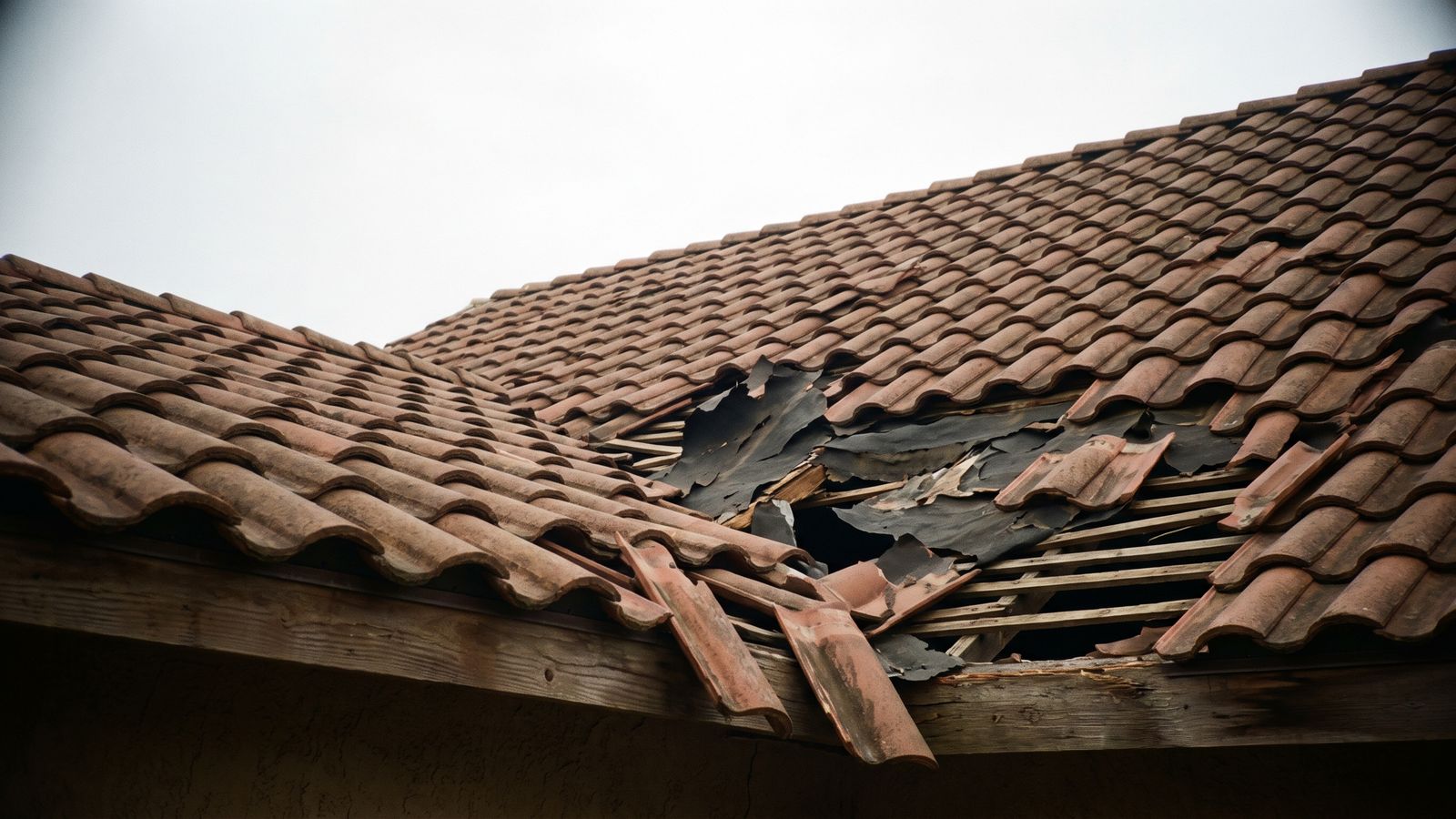 Wind-torn barrel tile roof with underlayment peeled back Barrel tile roof torn open by wind, underlayment peeled back, the storm-created opening that lets wind-driven rain in